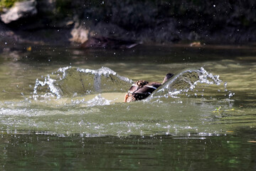 Ein Stockentenweibchen landet im Wasser