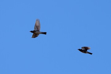 Zwei fliegende Wacholderdrosseln am blauen Himmel