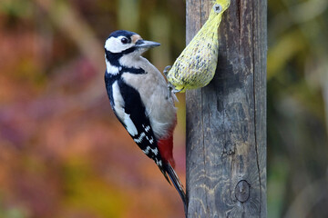 Ein Buntspecht Weibchen neben einem Meisenknödel (Nahaufnahme)