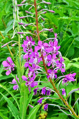 Breitblättriges Knabenkraut mit pinken Blüten