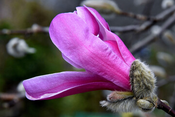 Eine halb geöffnete pinke Magnolienblüte (Großaufnahme)