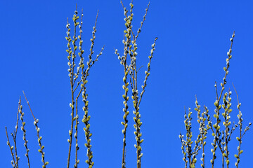 Palmkätzchenzweige vor tiefblauem Himmel