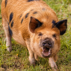 Ginger Kunekune pig looking as if it is talking