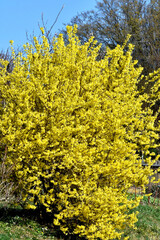 Ein Forsythienstrauch in gelber Blütenpracht