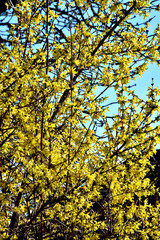 Forsythienstrauch in gelber Vollblüte im Frühling