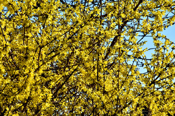 Üppig gelb blüht der Forsythienstrauch