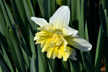 Zweifärbige (weiß, gelb) Narzissenblüte in Großaufnahme