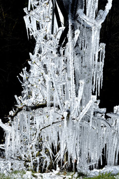 Frostberegnung im Obstbau (bizarre lange Eiszapfen hängen von den Marillenbäumen)