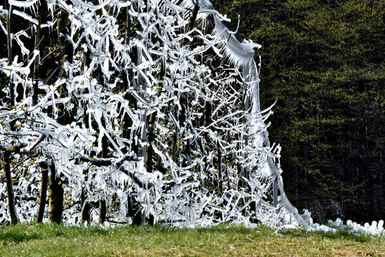 Bizarrer eisiger Randbereich einer Obstanlage, der 
sich durch Frostberegnung (Eis sch&uuml;tzt die Bl&uuml;ten vor strengem Morgenfrost im Fr&uuml;hling) gebildet hat.