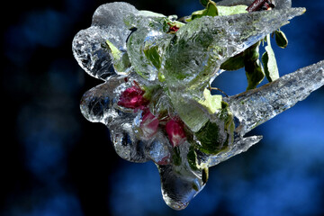 Frostberegnung zum Schutz der Apfelblüten (die frostanfälligen frischen Apfelblüten werden durch...