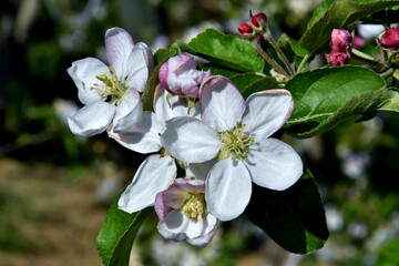 Apfelbl&uuml;ten in Gro&szlig;aufnahme (Golden Delicious)