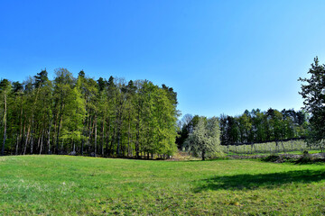 Obraz premium Frühlingsgrün vor blauem Himmel überall