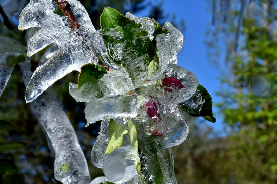 Im Eis eingeschlossene Apfelblüten (Frostberegnung, Nahaufnahme)