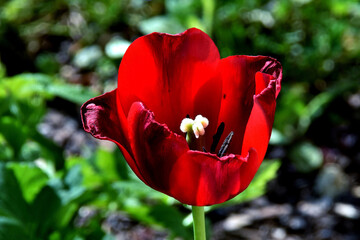 Kräftig rote Tulpe mit weißem Blütenstempel (Nahaufnahme)