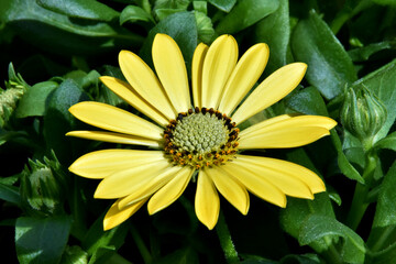 Gelbe Blüte der Bornholmmargerite (Makroaufnahme)