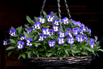 Blauweiße Stiefmütterchen in einer Blumenampel