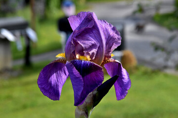 Violette Irisblüte in Großaufnahme