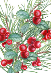 Pine Branches and Juicy red Cowberries. Forest swamp berries with evergreen twigs. Watercolor illustration isolated on white background. Lingonberry, cranberry. For the design of invitation, greeting
