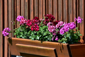 Rosa und rote Pelargonien in einem schönen Holzblumentrog