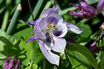 Eine zart lila Akeleiblüte in Großaufnahme