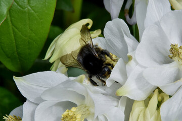 Auf der weißen Akeleiblüte krabbelt eine schwarze Hummel mit gelbem Blütenstaub auf den Beinen (Makro) © Anton Faustmann