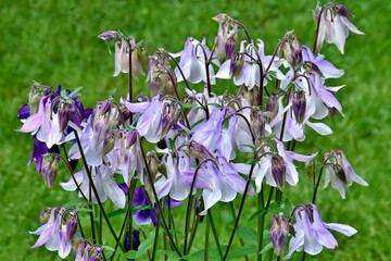 Viele lila und einige violette Akeleien