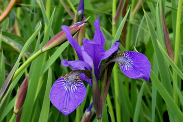 Blüte einer violetten Schwertlilie (Nahaufnahme)