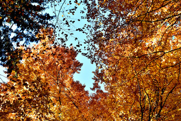 Die Blätter im Wald sind schon bunt gefärbt und durch eine Loch in der Baumkrone sieht man den blauen Himmel - obrazy, fototapety, plakaty