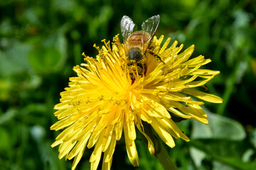 Auf der Löwenzahnblüte krabbelt eine Honigbiene bestäubt mit gelbem Blütenpollen (Großaufnahme) © Anton Faustmann