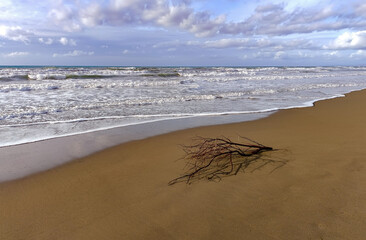 Seascape with beached timber in the foreground on the beach at Marina di Castagneto Carducci Tuscany Italy