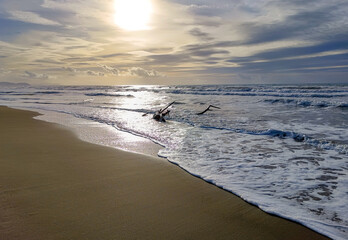 Seascape of the beach of Marina di Castagneto Carducci Tuscany Italy