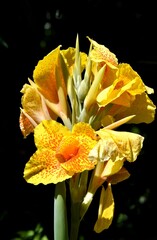Intensiv gelb mit orangem Muster präsentiert sich diese Blume mit Namen Blumenrohr (Makroaufnahme)