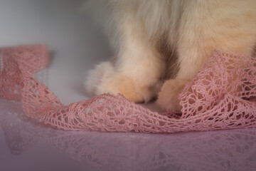 Soft white cat paws and a delicate pink lace ribbon