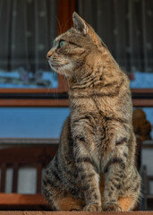Tabby cat sitting on a porch in front of a bench and a window and watching his surroundings