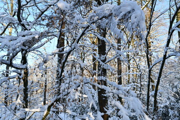 Schneebedeckte B&auml;ume im Bergischen Land 