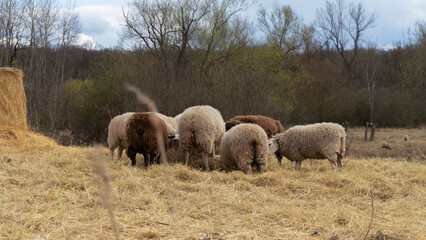 Cozy sheep eats hay