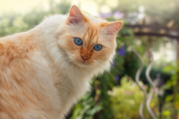 Closeup of a Birman cat sitting in a summery garden surrounded by shrubs and trees