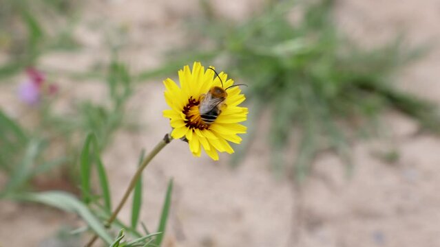 Flor cerraja borde con abeja Eucera