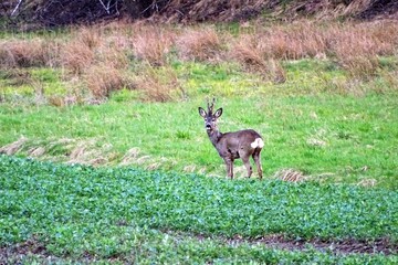 deer © Piotr