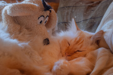 Cute cat sleeping while being watched by a toy dog
