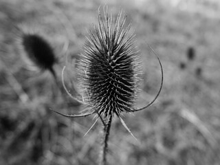 A black and white image of a closeup of a teasel plant in a field - obrazy, fototapety, plakaty