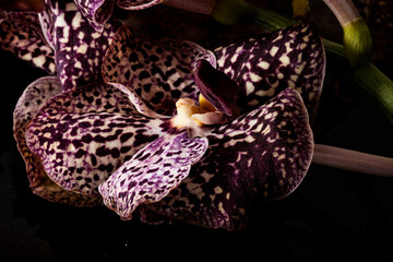 dark chocolate beautiful orchida