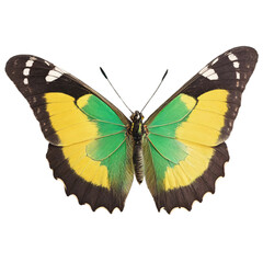 Cute Yellow and green mixed Color Butterfly Generative AI