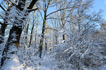 Schneebedeckte B&auml;ume im Wald