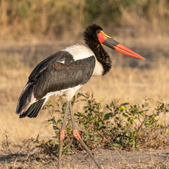 Sattelstorch in Botswana
