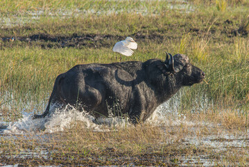 Kuhreiher sitzt auf laufendem Büffel