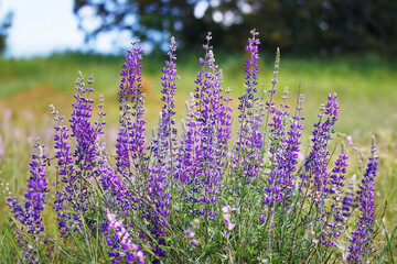 Wild lupines growing in Santa Rosa Plateau in southern California