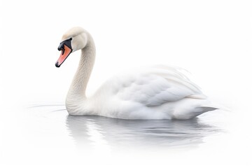 Beautiful white swan isolated on white background