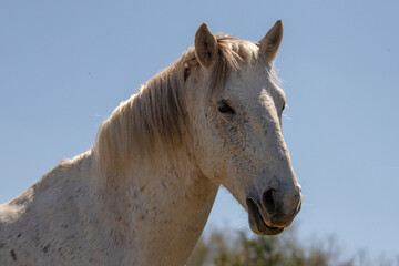 Wild horse white stallion in the Salt River desert area near Scottsdale Arizona United States