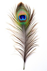 Obraz premium Beautiful peacock feather isolated on white background